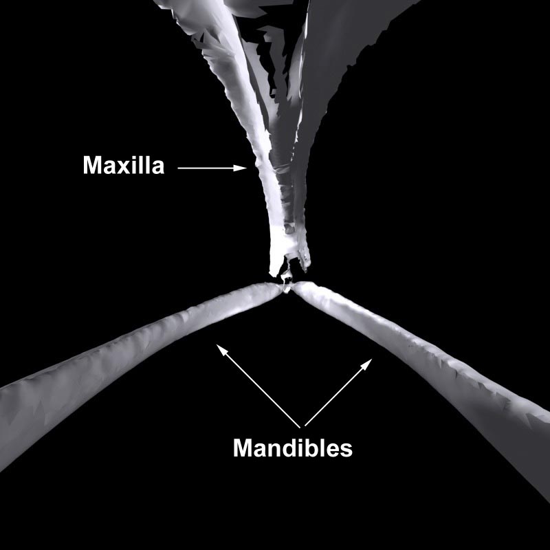 View seen when looking out of the mouth of the scanned whale cranium